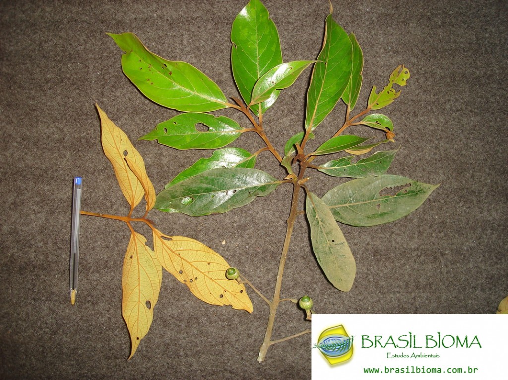 Lauraceae- Nectandra oppositifolia