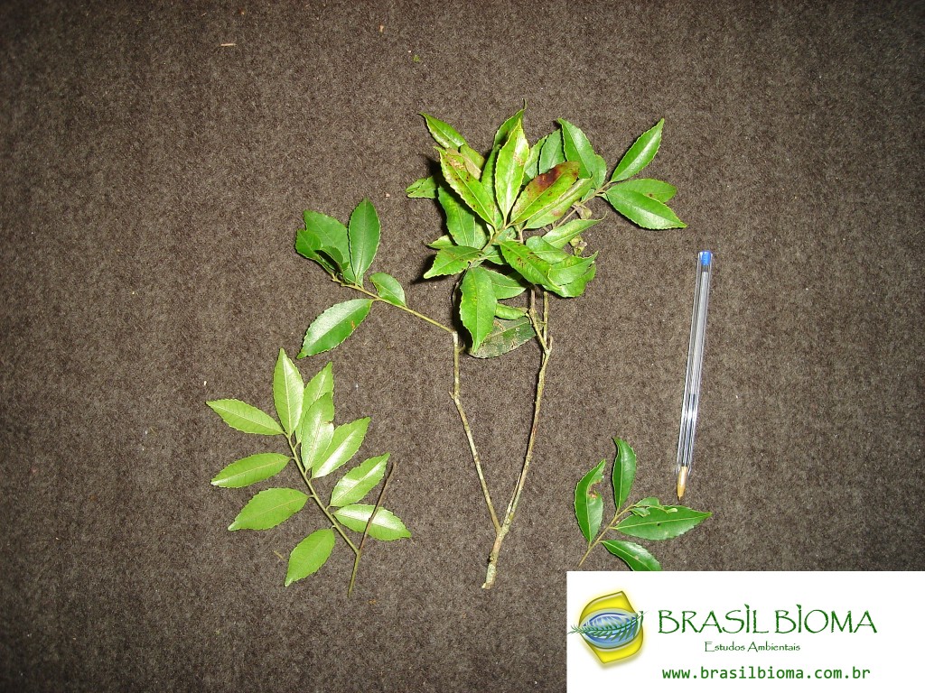 Aquifoliaceae - Ilex amara