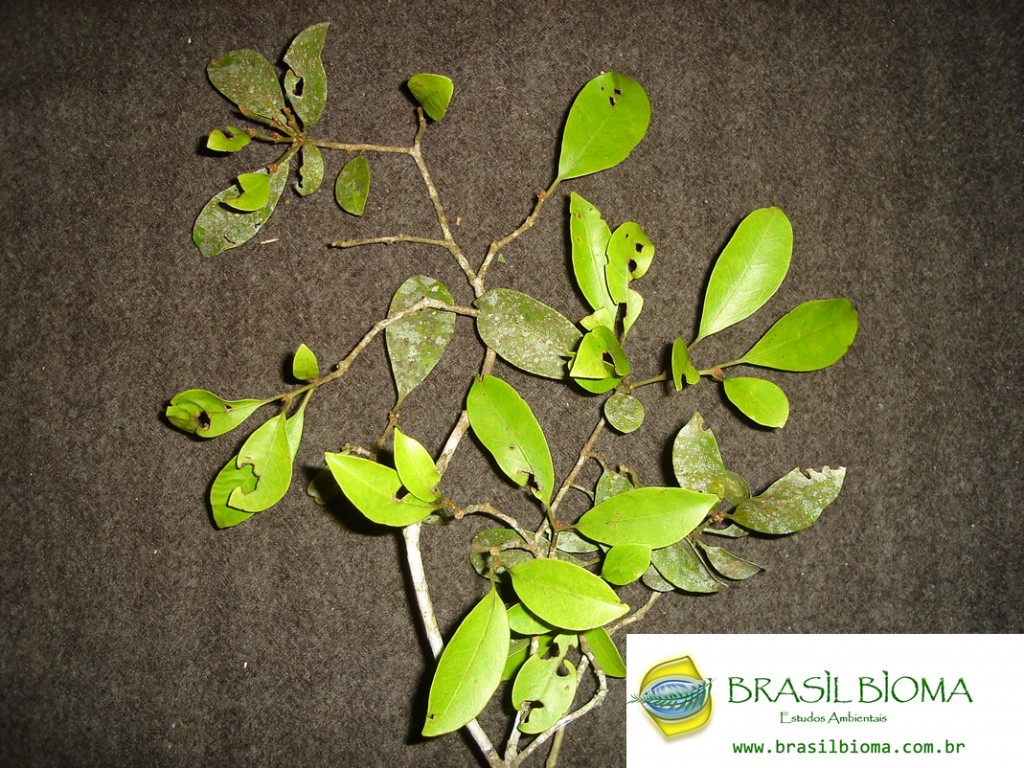 Nyctaginaceae- Guapira opposita