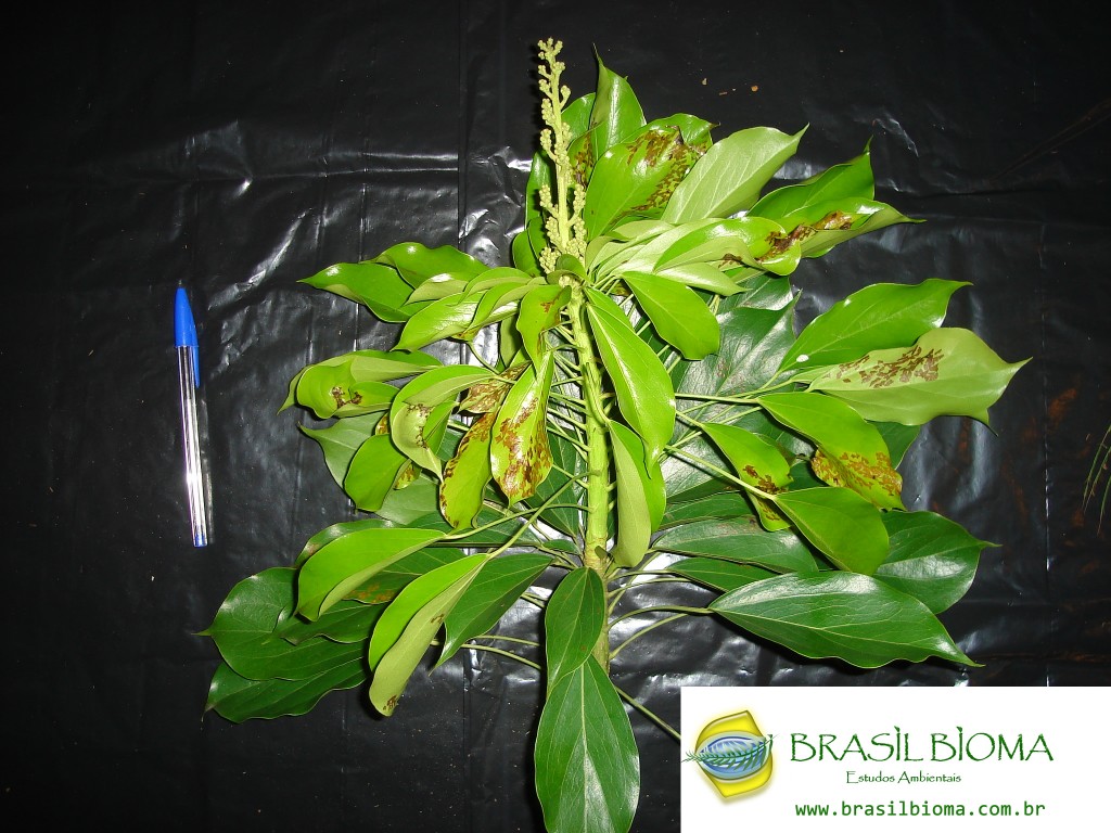 Araliaceae- Dendropanax cuneatus