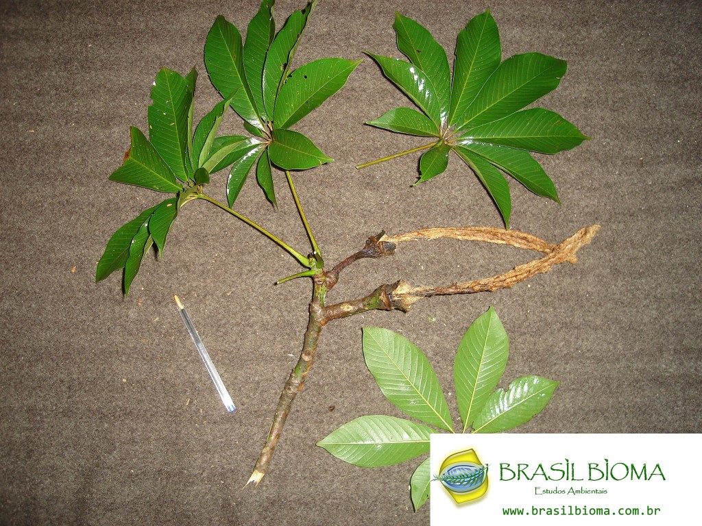Bombacaceae (Lamiaceae) - Pseudobombax grandiflorum