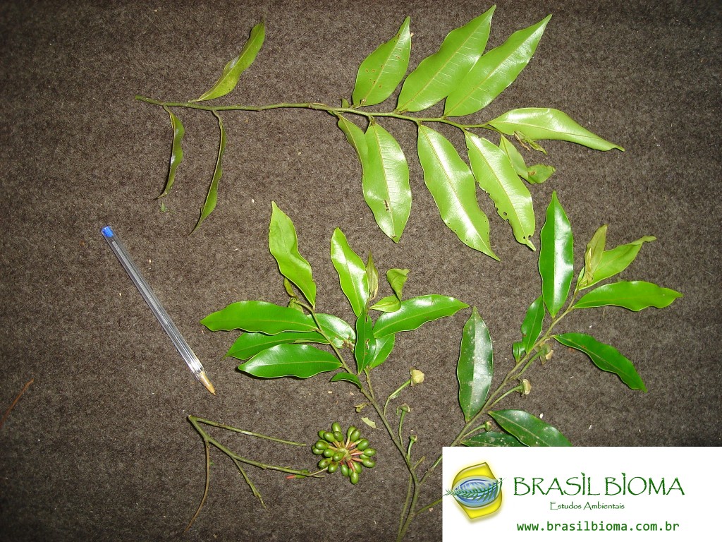 Annonaceae - Guatteria australis