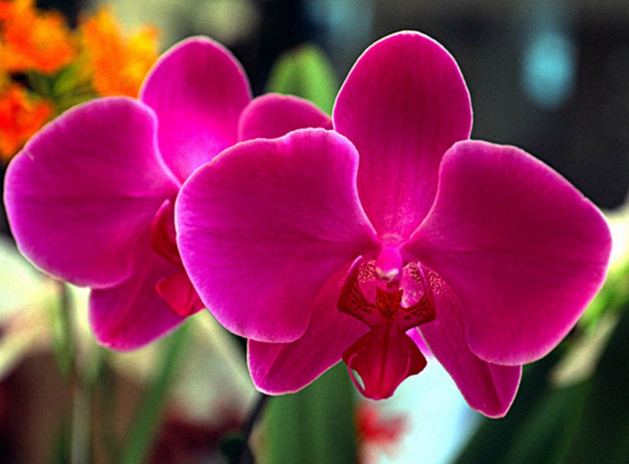 Manual Completo Como Cuidar de Orquídeas