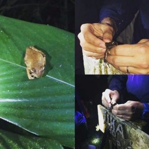Curso Fauna e Flora Brasil Bioma