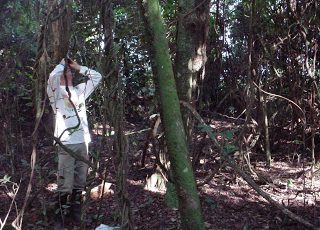 Cursos Identificação Mata Atlântica Brasil Bioma