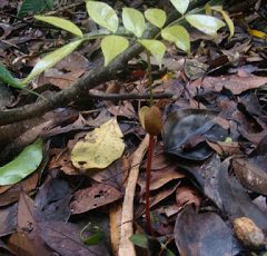 Folhas Mata Atlântica Curso
