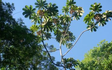 Curso mata Atlantica