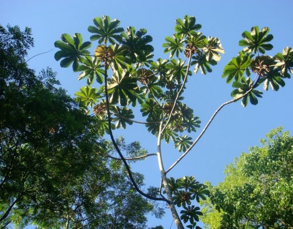 Curso mata Atlantica