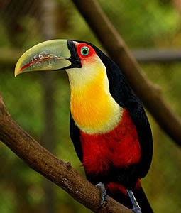 Tucano Bico Verde