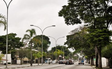 Arborização Urbana