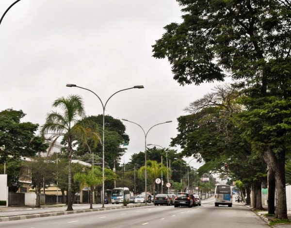 Arborização Urbana