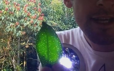 identificação das plantas