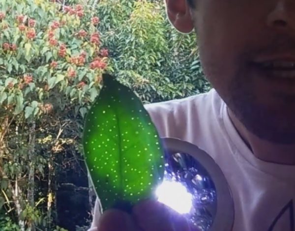 identificação das plantas