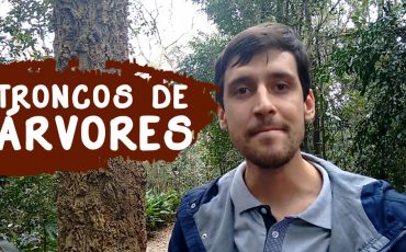 Tronco de Árvores - Identificação de Plantas