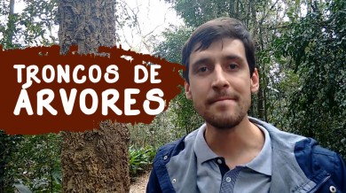 Tronco de Árvores - Identificação de Plantas