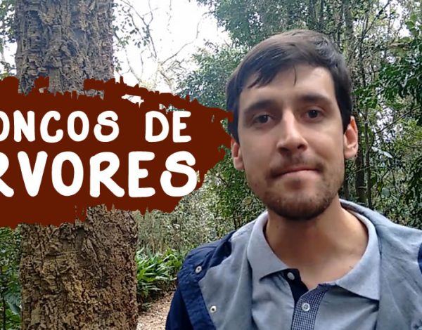 Tronco de Árvores - Identificação de Plantas