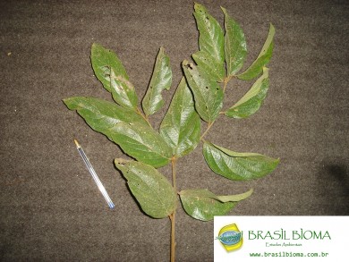 Boraginaceae- Cordia sellowiana