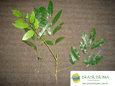 Burseraceae - Protium wildgrenii
