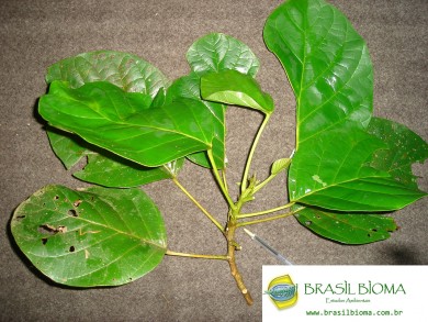 Euphorbiaceae- Hieronyma alchorneoides