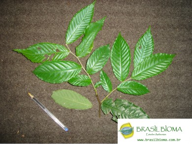 Lecythidaceae- Cariniana estrellensis