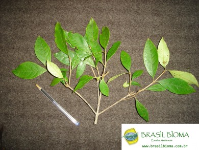 Malpighiaceae- Byrsonima ligustrifolia