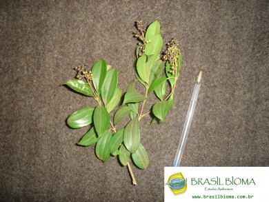 Melastomataceae- Miconia ligustroides