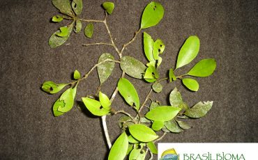 Nyctaginaceae- Guapira opposita