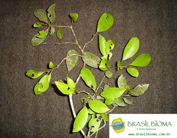 Nyctaginaceae- Guapira opposita