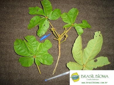 Verbenaceae (Lamiaceae)- Vitex polygama