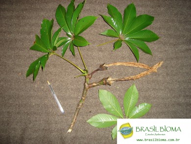 Bombacaceae (Lamiaceae) - Pseudobombax grandiflorum