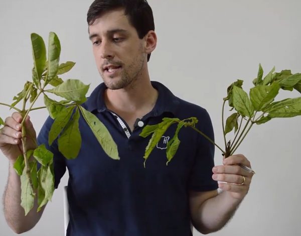 Folhas Compostas Digitadas