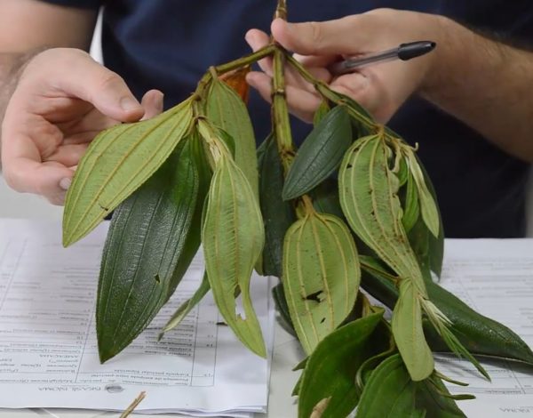 Folhas simples e opostas