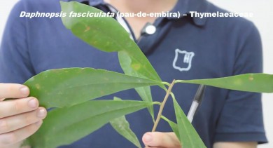 Folhas Simples e Alternas Espiraladas