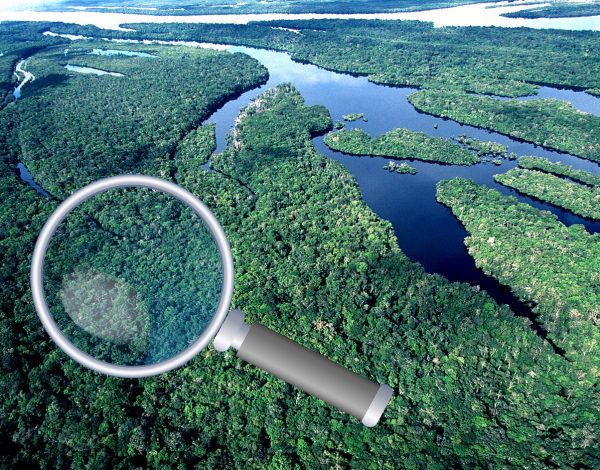 Chave de Identificação de Plantas