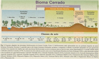 Biodiversidade do cerrado