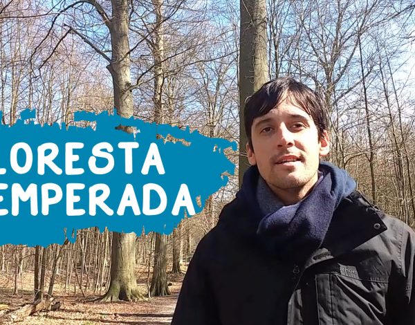 Floresta Temperada Europa