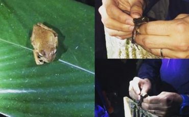 Curso Fauna e Flora Brasil Bioma