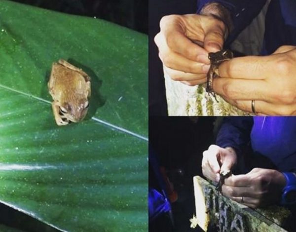 Curso Fauna e Flora Brasil Bioma