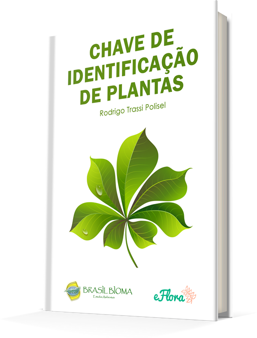 Chave De Identificação De Plantas Da Brasil Bioma Escola De Botânica E Meio Ambiente Brasil 6447