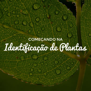 Curso Online: Começando na Identificação de Plantas