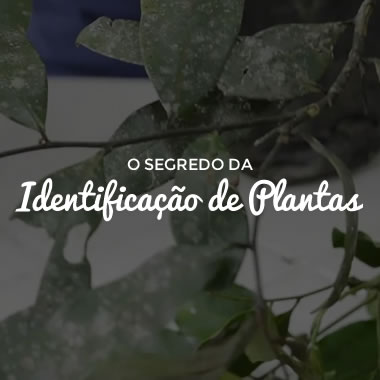 O Segredo da Identificação de Plantas